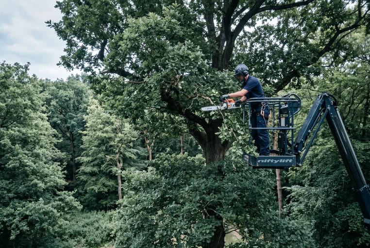 Baumpflege und Fällarbeiten